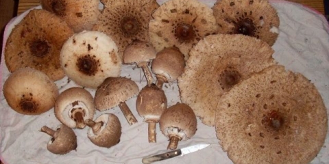 Kako sušiti gljivu kišobran: pravila i uvjeti skladištenja